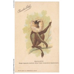 ASHP14-0872-ANIMAUX - MACAQUE - SINGE REPANDU SURTOUT DANS L'ASIE TROPICALE ET EQUATORIALE