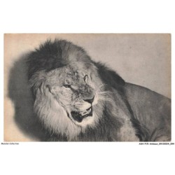 ASHP15-0966-ANIMAUX - PARC ZOOLOGIQUE DU BOIS DE VINCENNES PADRIS - UN LION