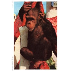 ASHP14-0902-ANIMAUX - CHESSINGTON ZOO - CHESSINGTON - SURREY - UN SINGE