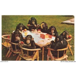 ASHP13-0819-ANIMAUX - CHIMPS TEA PARTY - COLOUR TRANSPARENCY BY SUSCHITZKY - SINGES