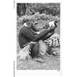 ASHP15-0956-ANIMAUX - SINGE BUVANT DU VIN