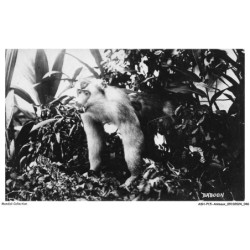 ASHP15-0942-ANIMAUX - UN SINGE SUR UNE BRANCHE