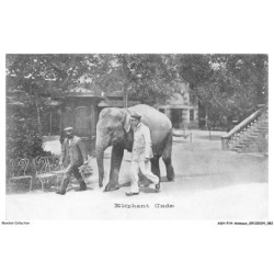 ASHP14-0906-ANIMAUX - ELEPHANT - INDE