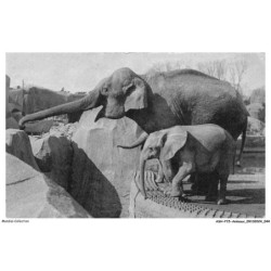 ASHP15-0941-ANIMAUX - UN ELEPHANT D'ASIE FEMELLE ET MICHELINE JEUNE ELEPHANT D'AFRIQUE
