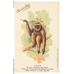 ASHP14-0871-ANIMAUX - GIBBON - LE PLUS INTELLIGENT DES SINGES
