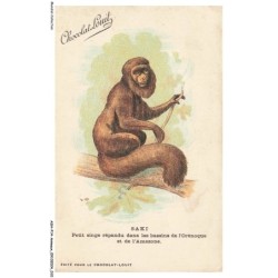 ASHP14-0870-ANIMAUX - SAKI - PETIT SINGE REPANDU DANS LES BASSINS DE L'ORENOQUE ET DE L'AMAZONE