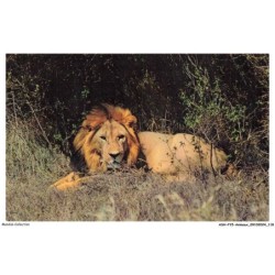 ASHP15-0978-ANIMAUX - AFRICAN WILD LIFE