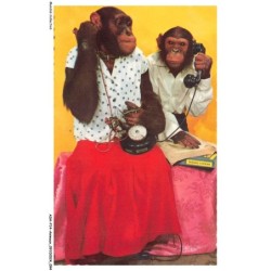 ASHP14-0912-ANIMAUX - DEUX SINGES AU TELEPHONE