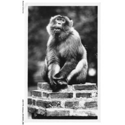 ASHP15-0948-ANIMAUX - BLIDA - TANGO - UN SINGE