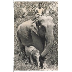 ASHP15-0974-ANIMAUX - N-1 - ELEPHANTE DES INDES ET SON PETIT
