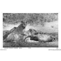 ASHP15-0953-ANIMAUX - AMBOSELI NATIONAL RESERVE - KENYA - LIONS