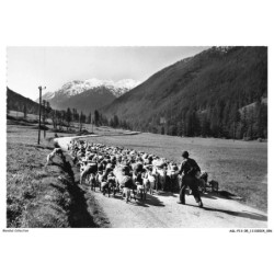 ASLP13-0876-05 - Paysages alpestres - Champ pastoral