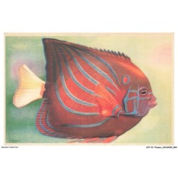 AYPP3-0210-ANIMAUX - Poissons exotiques des mers chaudes - Poisson roi - Pomacanthus annularis