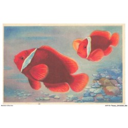 AYPP3-0211-ANIMAUX - Poissons exotiques des mers chaudes - Clown de feu - Amphiprion ephippium