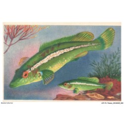 AYPP3-0213-ANIMAUX - Poissons exotiques des mers chaudes - Labre vert - Labrus viridis