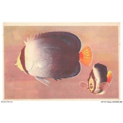 AYPP3-0212-ANIMAUX - Poissons exotiques des mers chaudes - Queue jaune - Chaetodonplus mesoleucus