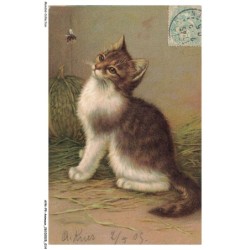 AYNP9-0770-CHAT - Mouche et chat