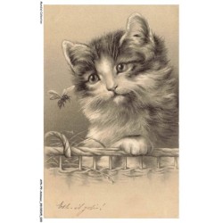 AYNP9-0773-CHAT - Chat et mouche
