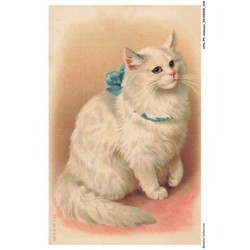 AYNP9-0772-CHAT - Le regard du chat blanc