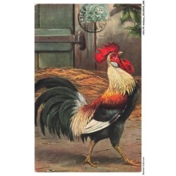 AYNP9-0767-OISEAU - Coq