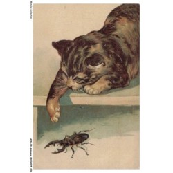 AYNP9-0776-CHAT - Chat et insecte