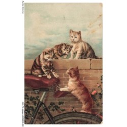AYNP9-0780-CHAT - Chats et velo