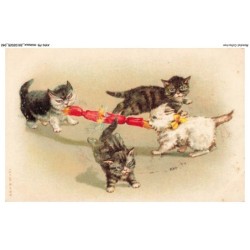 AYNP9-0784-CHAT - Jeu de chats