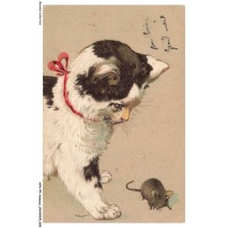 AYNP9-0777-CHAT - Chat et souris