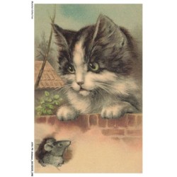 AYNP9-0787-CHAT - Chat et souris