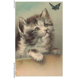 AYNP9-0786-CHAT - Chat et papillon