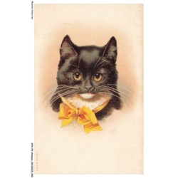 AYNP9-0793-CHAT - Chat noir