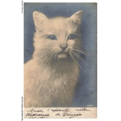 AYNP9-0798-CHAT - Le regard