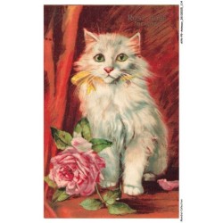 AYNP9-0820-CHAT - Rose rose beauté - Boulangée