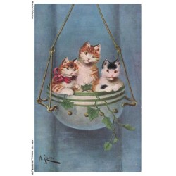 AYNP10-0887-CHAT - Chatons