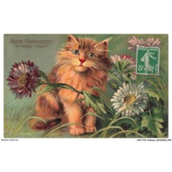 AYNP10-0892-CHAT - Reine marguerite