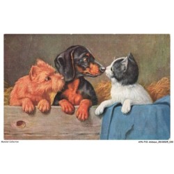 AYNP10-0885-CHAT - Chat et teckel