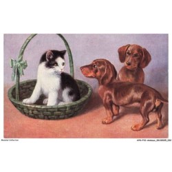 AYNP10-0886-CHAT - Chat et teckels