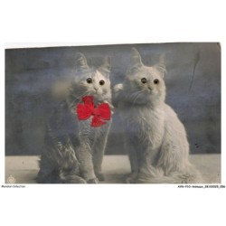 AYNP10-0898-CHAT - Yeux de chats - Noeud - CARTE A SYSTEME