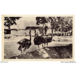 AXEP13-0956-ANIMAUX - Jardin zoologique de vincennes - Les autruches