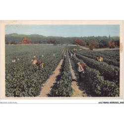 AAJP8-16-0722 - Au pays de COGNAC - Au vignoble - Vendanges