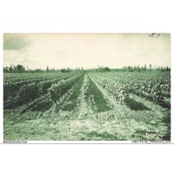 AWYP3-0163-16 - Vignobles de la région de COGNAC