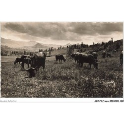AMTP5-0430-15 - CANTAL - pâturage dans la vallée de la rhue de cheylade